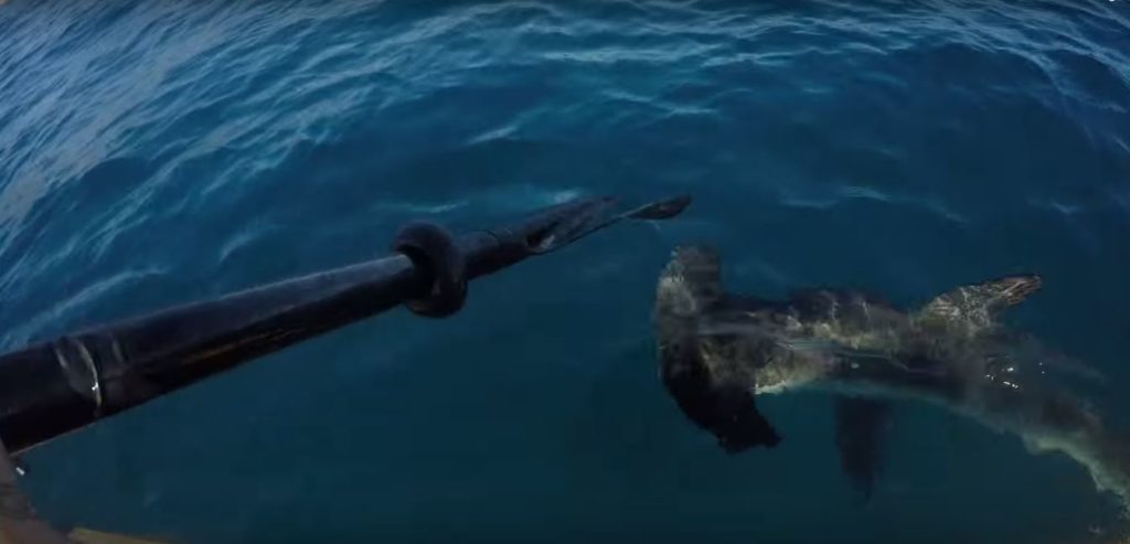 Un requin marteau charge un Kayakiste en Californie
