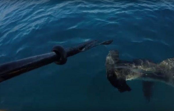mac-macCracken-kayak-shark