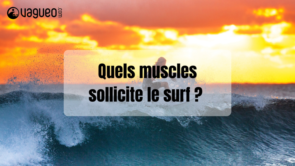 Quels muscles sollicite le surf ?